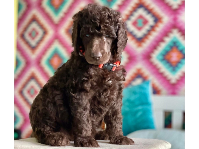 Perros Caniche en venta