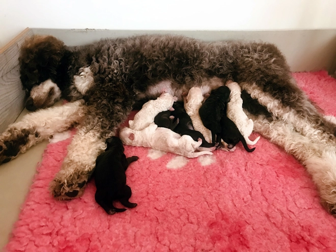 Perros Caniche en venta