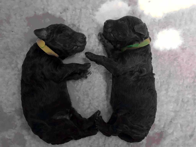 Perros Caniche en venta