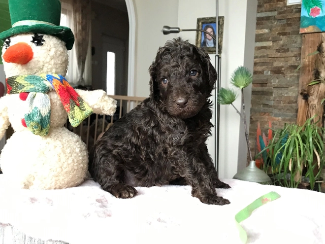 Perros Caniche en venta
