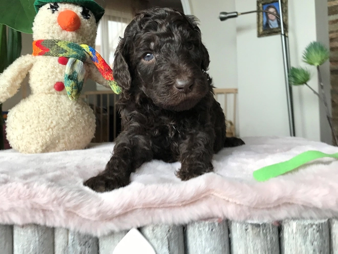 Perros Caniche en venta