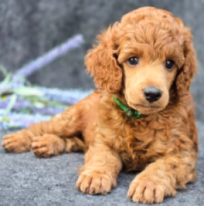 Perros Caniche en venta