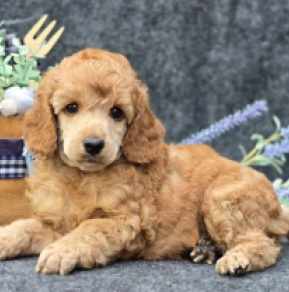 Perros Caniche en venta