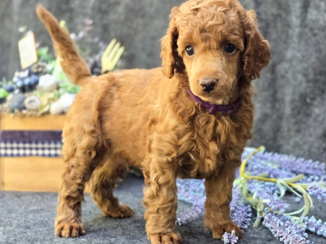 Standard Poodle puppy for sale