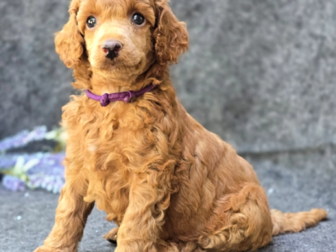 Standard Poodle puppy for sale