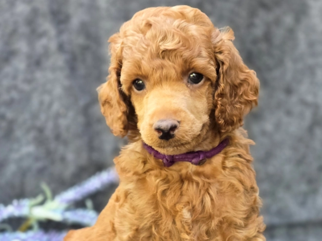 Standard Poodle puppy for sale