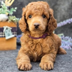 Perros Caniche en venta