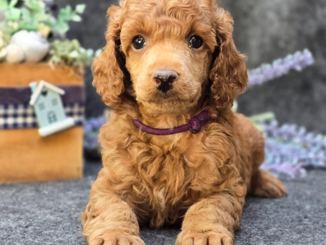 Standard Poodle puppy for sale