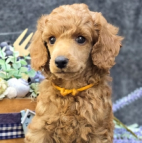 Perros Caniche en venta