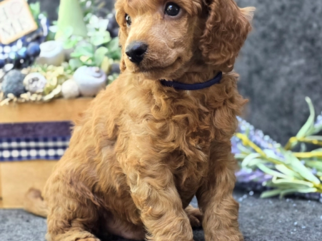 Perros Caniche en venta