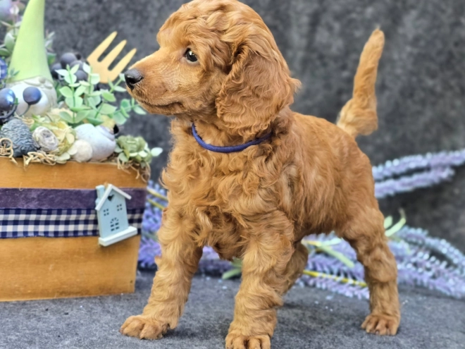 Perros Caniche en venta