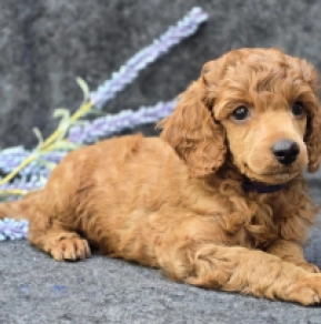 Perros Caniche en venta
