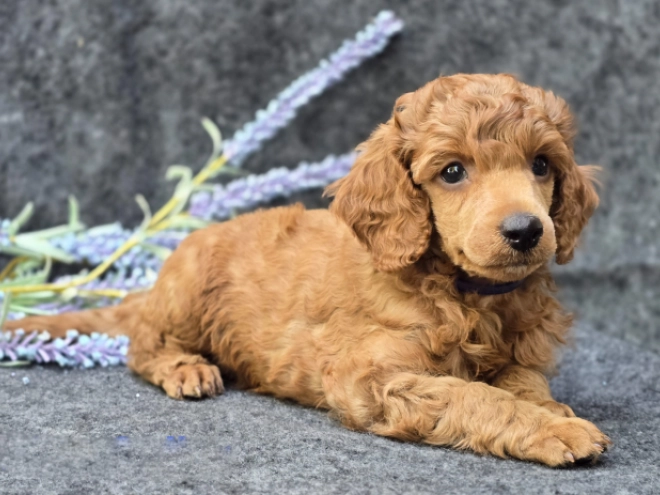 Perros Caniche en venta