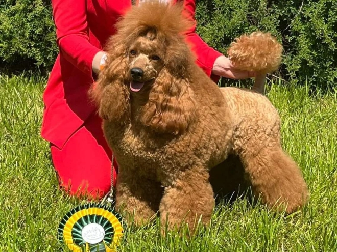 Perros Caniche en venta