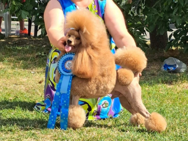 Perros Caniche en venta