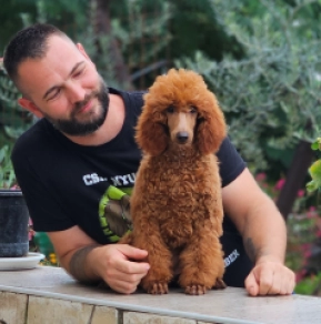 Standard Poodle puppy for sale