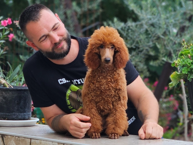 Standard Poodle puppy for sale