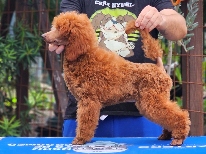 Standard Poodle puppy for sale