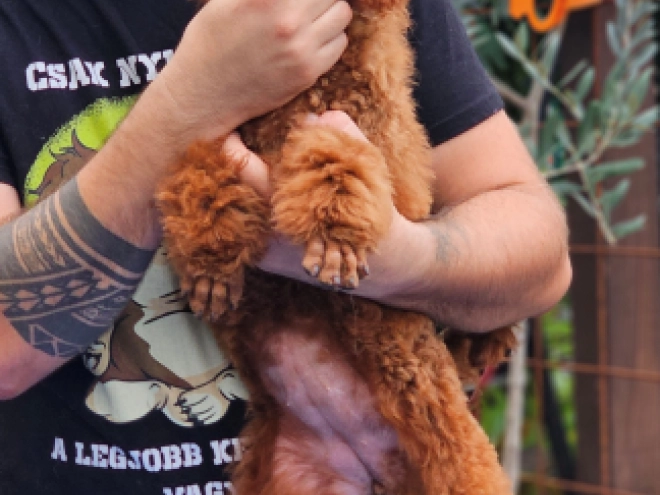 Standard Poodle puppy for sale