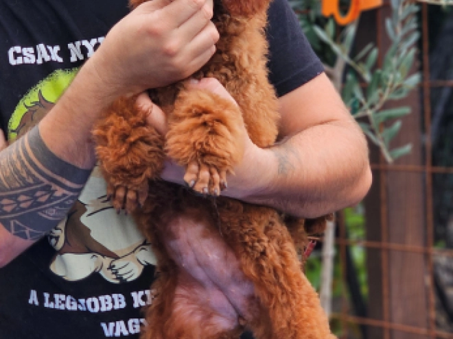 Standard Poodle puppy for sale