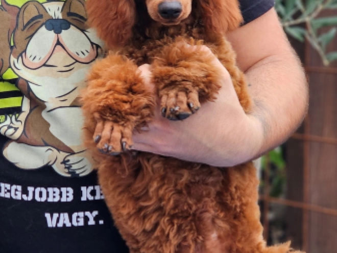 Standard Poodle puppy for sale