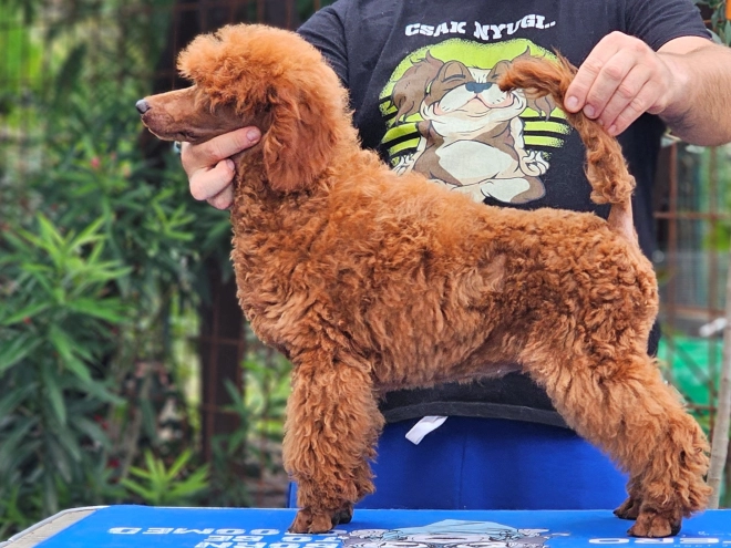 Standard Poodle puppy for sale