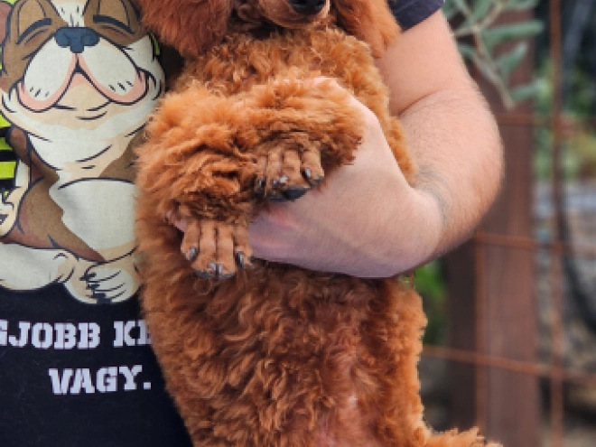 Standard Poodle puppy for sale