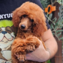 Infinity, red Caniche en venta