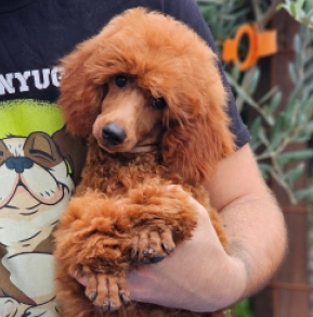 Standard Poodle puppy for sale