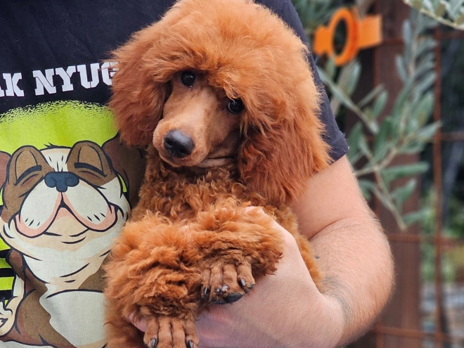 Standard Poodle puppy for sale