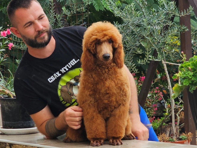 Standard Poodle puppy for sale