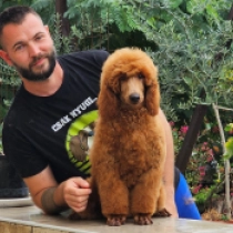 Invictus, red Caniche en venta