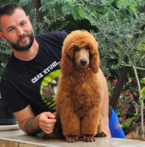 Standard Poodle puppy for sale