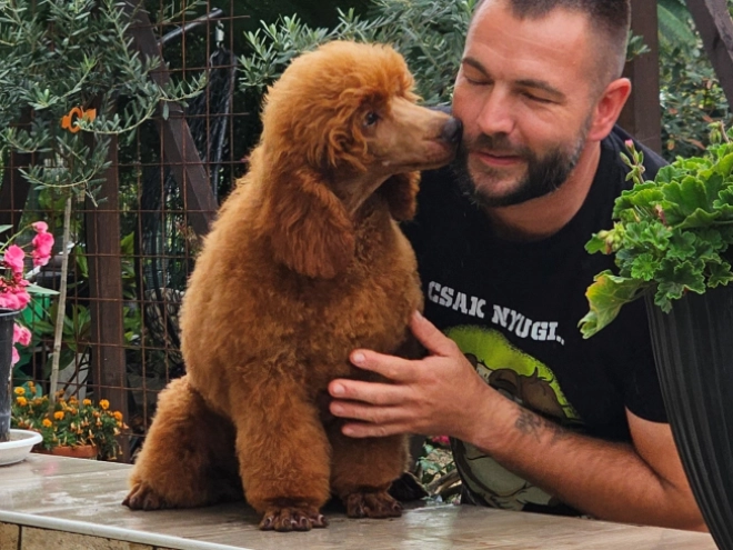 Standard Poodle puppy for sale