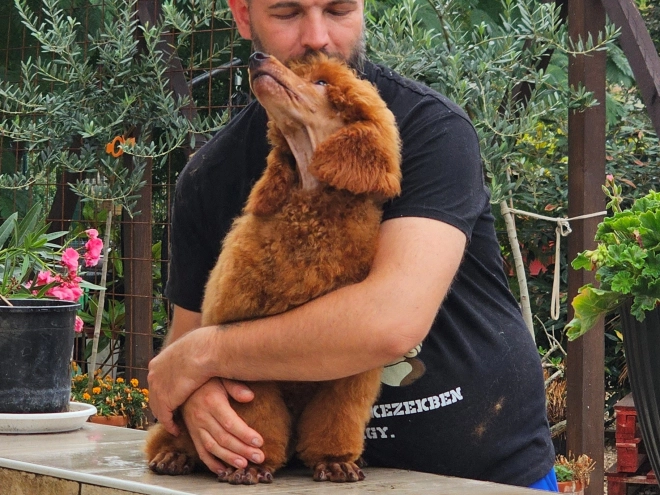 Standard Poodle puppy for sale