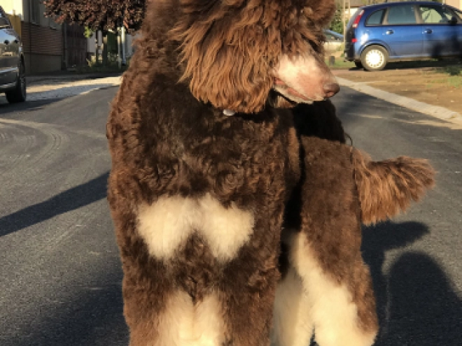 Perros Caniche en venta
