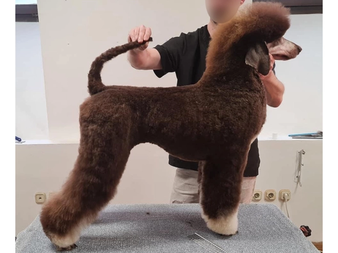 Perros Caniche en venta