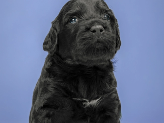 Portuguese Water Dog puppy for sale