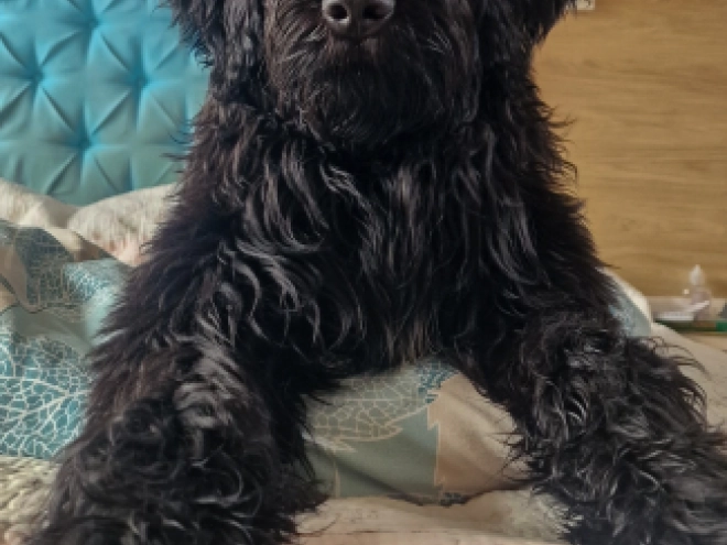 Portuguese Water Dog puppy for sale