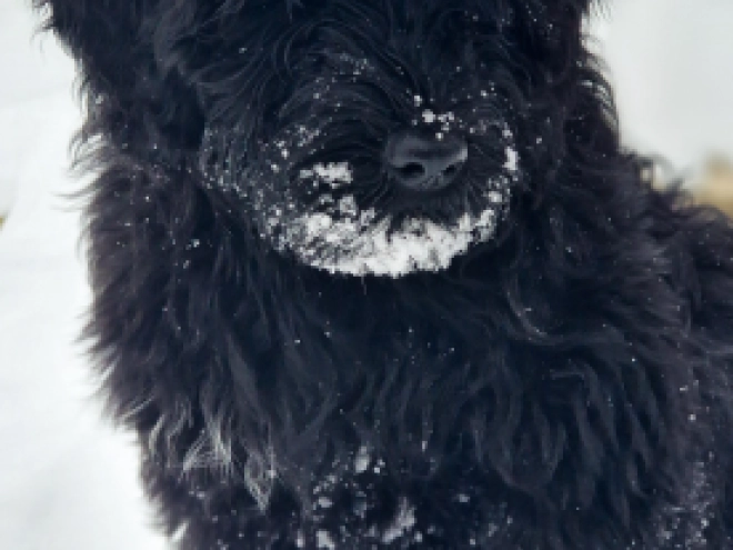 Portuguese Water Dog puppy for sale