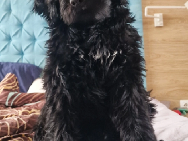 Portuguese Water Dog puppy for sale