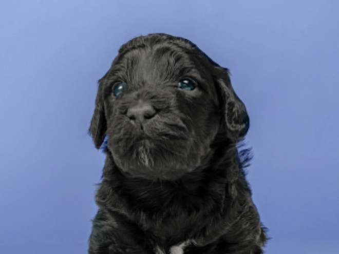 Portuguese Water Dog puppy for sale