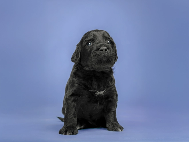Portuguese Water Dog puppy for sale