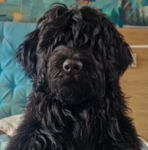 Portugiesischer Wasserhund Welpe zu verkaufen