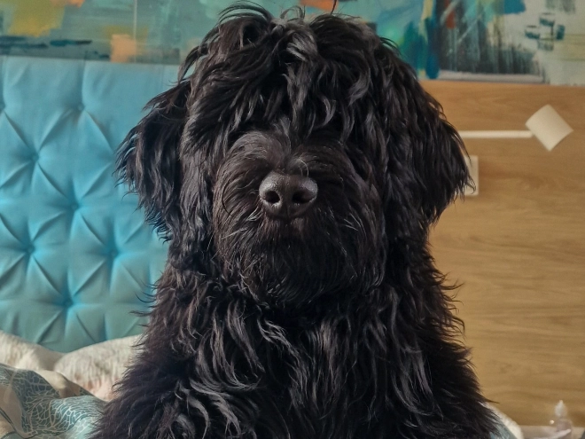Portuguese Water Dog puppy for sale