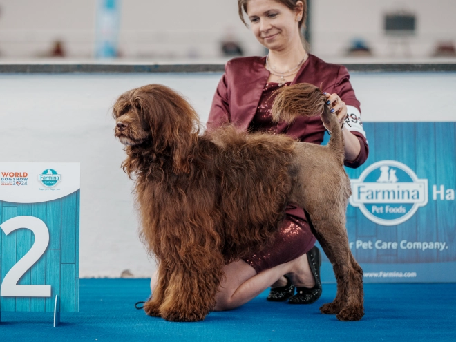 Portuguese Water Dog puppy for sale