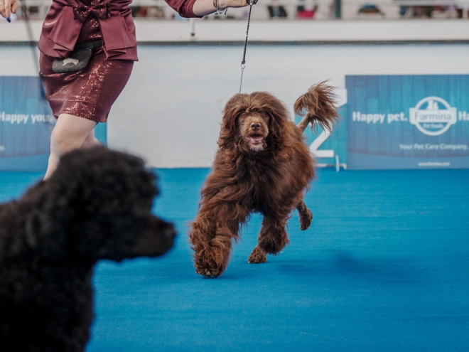 Portuguese Water Dog puppy for sale