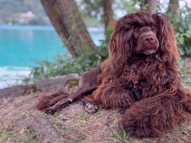 Portuguese Water Dog puppy for sale