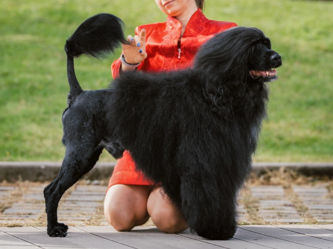 Portuguese Water Dog puppy for sale