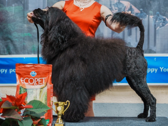 Portuguese Water Dog puppy for sale